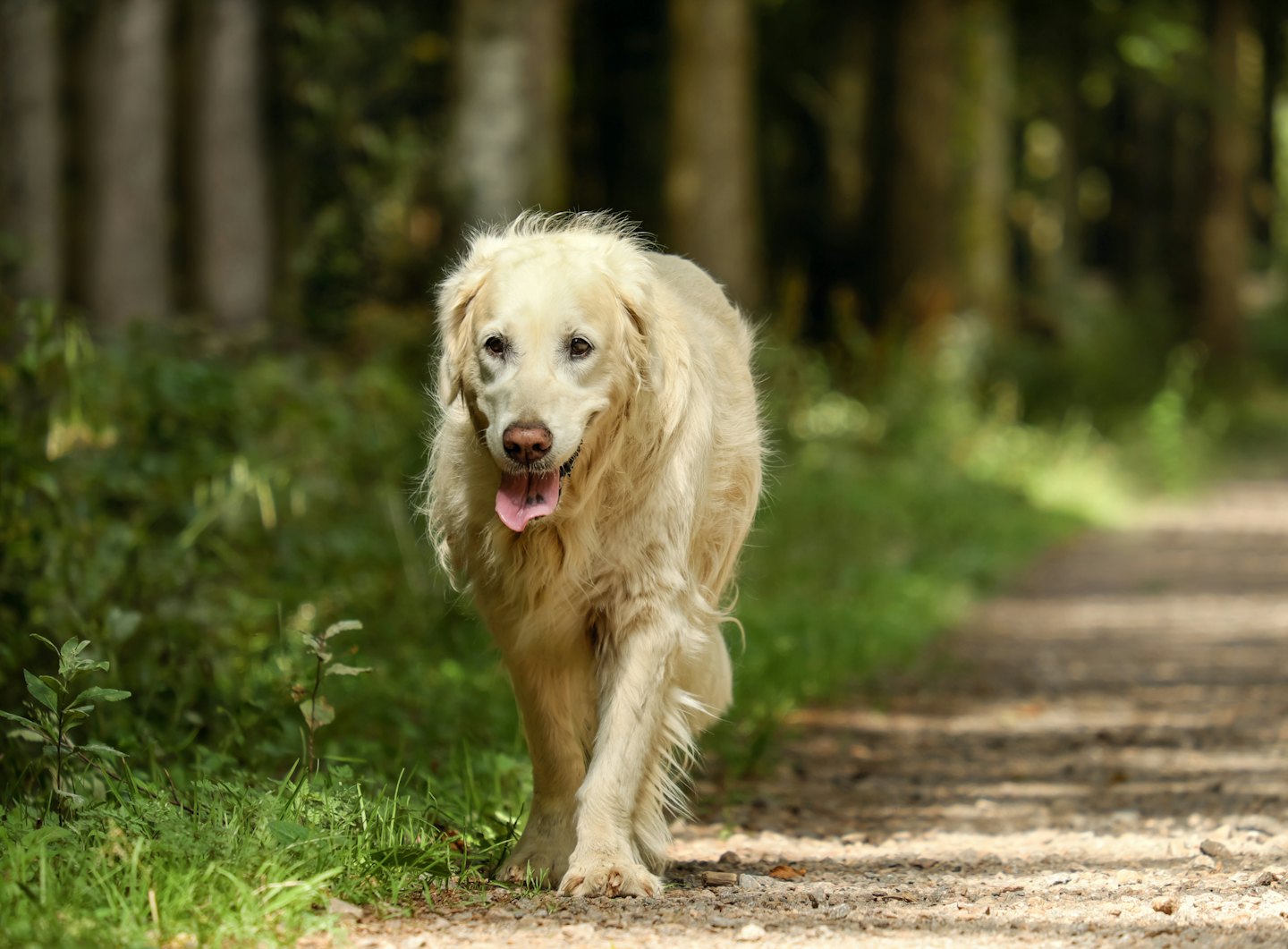 Happy golden retriever trots on a sun-dappled forest path.