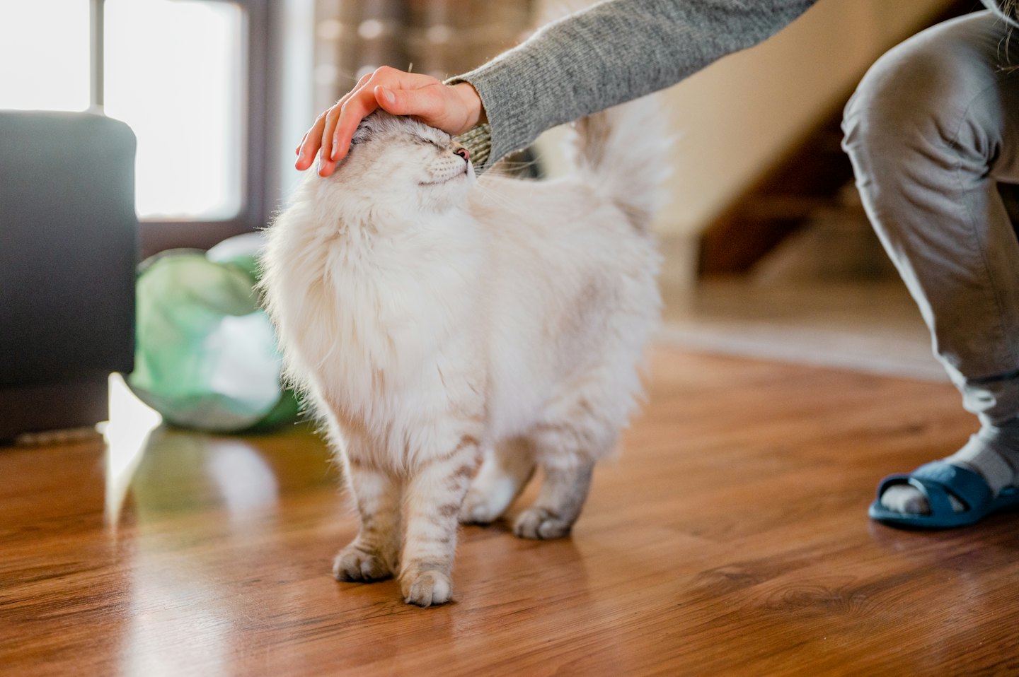 A person pets a fluffy cat while sitting on a wooden floor.