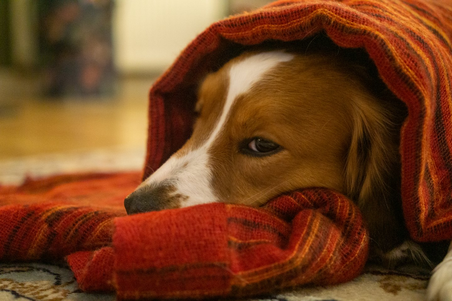 A dog rests comfortably under a striped blanket on a rug.